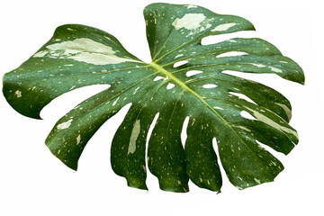 Feuille géante de monstera deliciosa © Unclesam