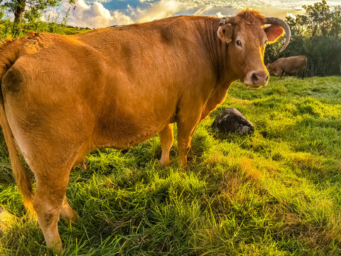 Vachette limousine au p&acirc;turage, &Icirc;le de la R&eacute;union 