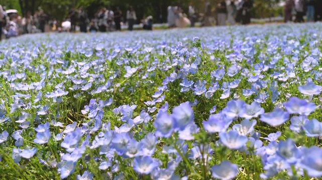 A wide field of blooming nemophila (baby blue eyes) is violently swaying as a powerful gust of wind blows through.