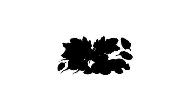 Fresh beet vegetable vector set with leafy beetroot and cut slices hand drawn illustration isolated on white