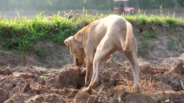 A little dog is digging in the rice field; the dog is happy with nature.