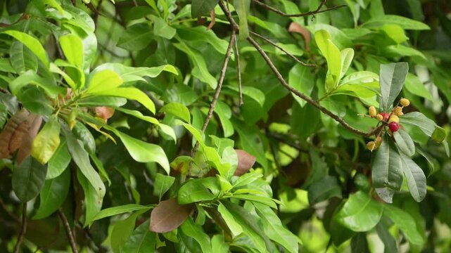 Close Up of Himalayan Kafal Berries Growing on Tree Branch in Lush Green Forest