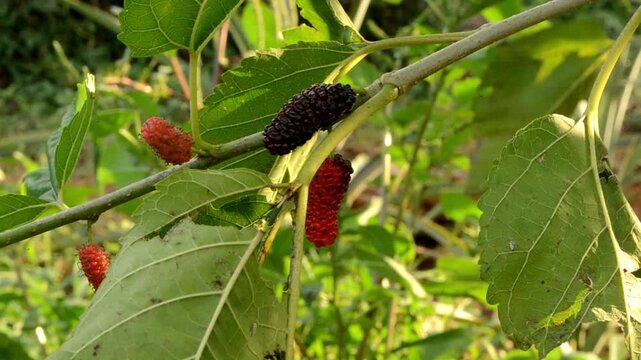 Fresh Red and Black Mulberry Fruits on Tree Branch with Green Leaves