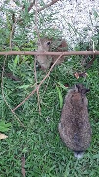 Two Brown Rabbits Eating Leucaena Leaves Vertical Video