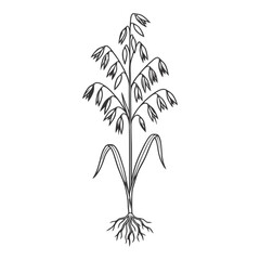 Obraz premium Hand Drawn Oat Plant Illustration with Roots and Leaves on White Background