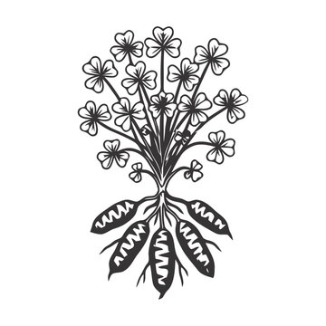Oca Plant Illustration with Roots and Leaves in Black and White Line Art Style