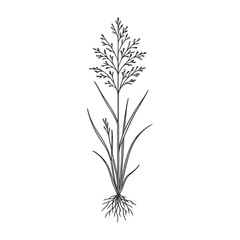 Obraz premium Teff Grass Plant Illustration with Roots and Seed Head in Line Art Style