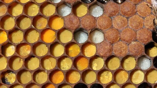 Flower pollen in honeycombs. 
The color of pollen depends on how it is taken from the flowers.