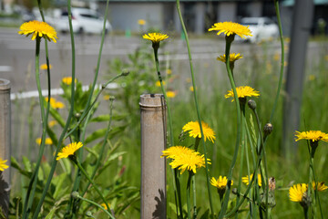 空地の黄色いタンポポの花 © ookinate23