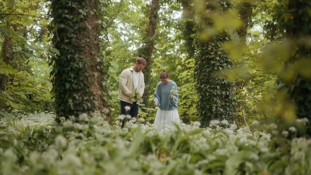 A couple gathers wild garlic in a lush, ivy-clad woodland on a bright day.