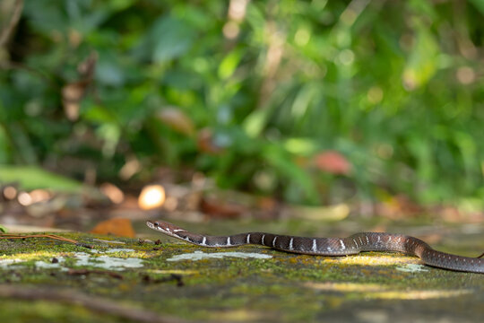 Yaeyama Keelback (Hebius ishigakiensis) in UNESCO World Natural Heritage Site Iriomote Island, Okinawa, Japan