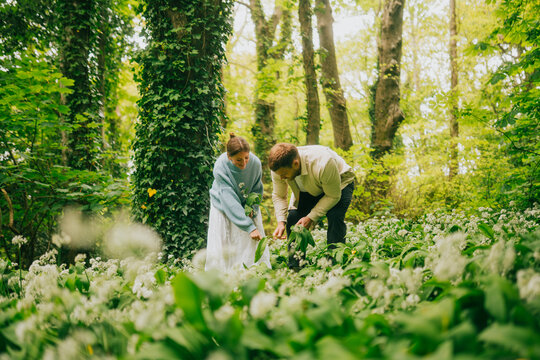 Couple forages for wild garlic in a lush, green woodland in springtime