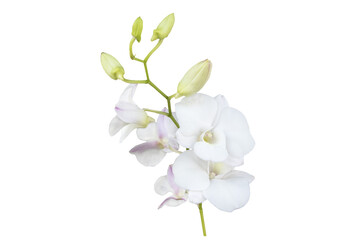 white flowers orchids arrangement flat lay postcard style  © phenphayom
