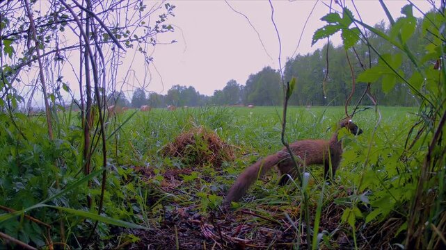 Ein Baummarder auf Nahrungssuche vor der Wildkamera .