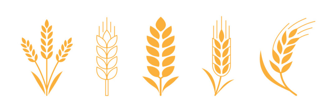 Fiver golden wheat ears vector isolated on white background