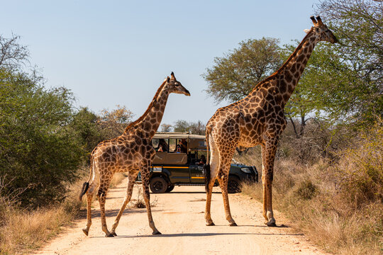 View of two giraffes standing on a dirt road with a safari vehicle and tourists in the background in the savanna of Kruger Park, Mpumalanga, South Africa.
