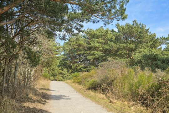Kiefernwald, Bakenberg, Dornbusch, Nationalpark Vorpommersche Boddenlandschaft, Insel Hiddensee, Mecklenburg-Vorpommern, Deutschland