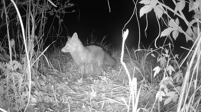 Ein Rotfuchs mit nassem Fell nach einem Regenschauer in der Nacht unterwegs . 