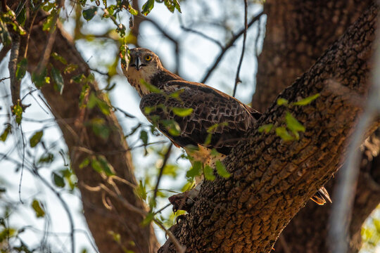 View of a large bird of prey perched on a thick tree branch surrounded by green leaves in Kruger Park, Mpumalanga, South Africa.