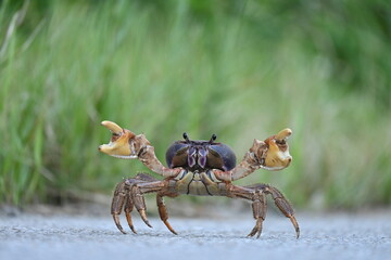 Front View of Land Crab (Cardisoma hirtipes) in Iriomote Island, Okinawa, Japan © Hiroyuki Kato