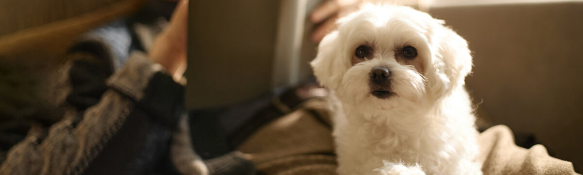Portrait of small dog sitting beside owner indoors, looking at camera and representing pet companionship. Useful for pet care, adoption, veterinary, insurance, or lifestyle marketing, header