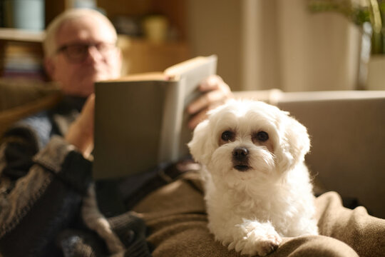 Senior man reading book on sofa while small dog resting in foreground, symbolizing companionship and leisure. Useful for retirement lifestyle, pet care, home living campaigns