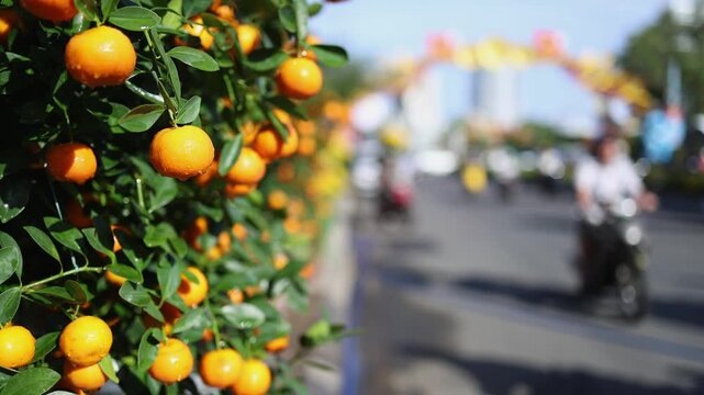 Kumquat trees for sale on a Vietnamese street for Tet holiday in Vietnam. Close-up of traditional citrus plants with orange fruits for Lunar New Year decoration at a local market. Festive city scene.