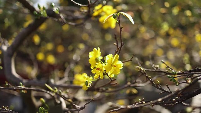 Yellow apricot blossom flowers for Tet holiday in Vietnam. Close-up of traditional Vietnamese Ochna integerrima blooming on branches at a local market before Lunar New Year celebration in Vietnam.
