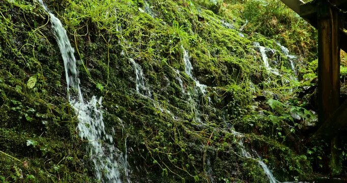 Many mountain springs trickle down the cliff face of the Jianqing Ancient Trail on Taipingshan Mountain in Yilan.