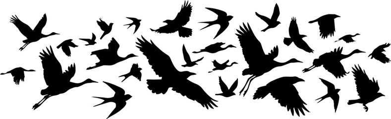 Fototapeta premium A flock of diverse birds flying together against a white background.