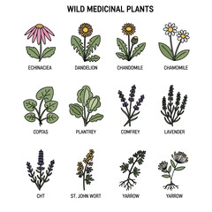 Wild Medicinal Plants: Echinacea, Dandelion, Chamomile, Lavender, Yarrow, Comfrey © gundul