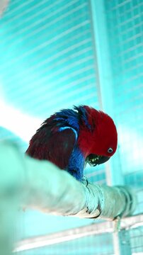 Female Eclectus parrot eating snack, Eclectus roratus, exotic wildlife, animal behavior concept, vibrant red and blue plumage, biodiversity, bird conservation in sanctuary, environmental protection