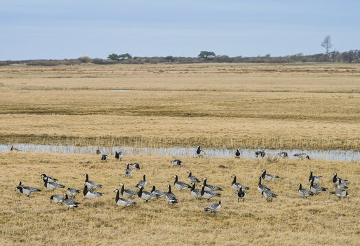 G&auml;nse, Wei&szlig;wangengans oder Nonnengans (Branta leucopsis), Insel Hiddensee, Mecklenburg-Vorpommern, Deutschland