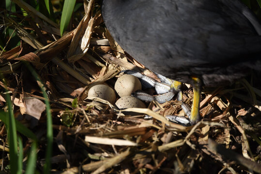 A closeup shot of an Eurasian coot, Fulica atra, standing on top of a nest with three yellow eggs on a sunny day. Taken near Delft, Netherlands. 