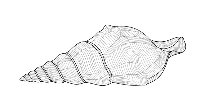 Detailed black and white engraving of a spiral sea shell showing realistic textures and patterns isolated on white background.