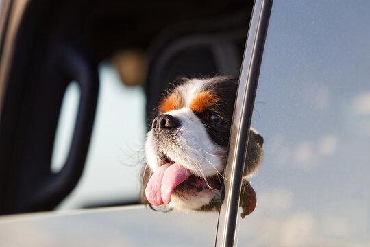 Cavalier King Charles Spaniel look out the open car window