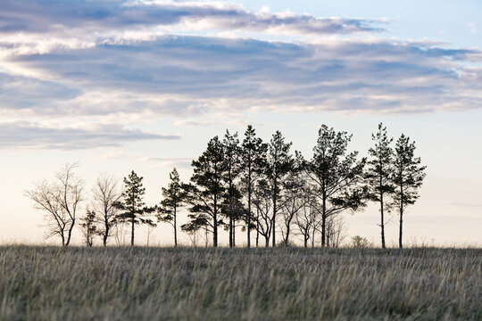 Spring  evening landscape with a silhouette of trees against a blue cloudy sky background.