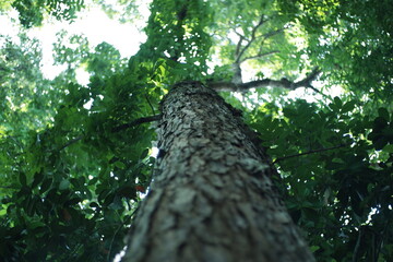 Fototapeta premium Low-angle view of a tall tree trunk with rough, textured bark rising into a dense green canopy, sunlight filtering through leaves creating soft bokeh light.
