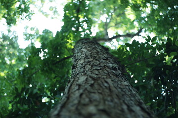 Fototapeta premium Low-angle view of a tall tree trunk with rough, textured bark rising into a dense green canopy, sunlight filtering through leaves creating soft bokeh light.
