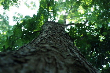 Fototapeta premium Low-angle view of a tall tree trunk with rough, textured bark rising into a dense green canopy, sunlight filtering through leaves creating soft bokeh light.