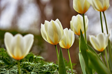 Fototapeta premium Nature, tulips and flowers with growth in garden, blooming season and natural environment for ecology. Botanical habitat, blossom or petals with development in spring, flora sustainability or outdoor
