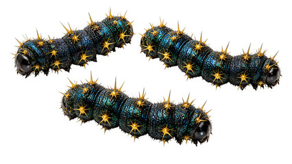 Obraz premium Three dark iridescent caterpillars with yellow spines as cut out PNG isolated on transparent background