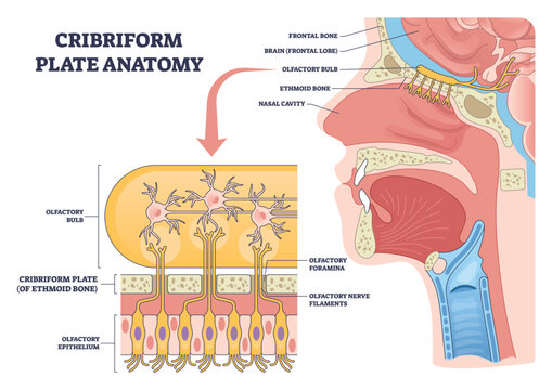 Cribriform plate anatomy illustrated as a brief diagram, showing olfactory bulb, ethmoid bone, and nasal cavity with nerve filaments labeled for smell pathways. Outline diagram