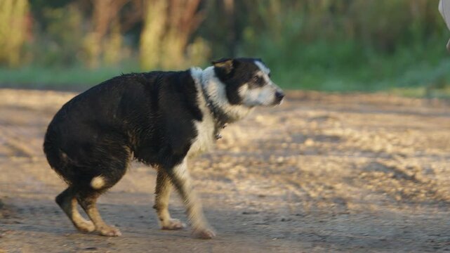 Livestock herding border collie working dog waiting for farmer