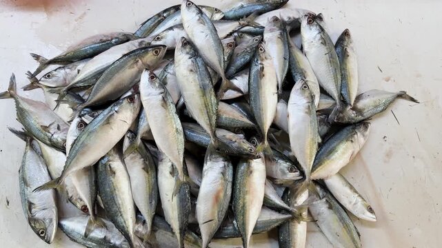fresh small mackerel fish pile on white surface seafood market for retail sale