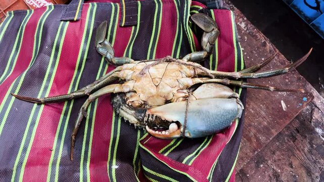 large fresh crab with tied claws placed on striped bag seafood market close up india