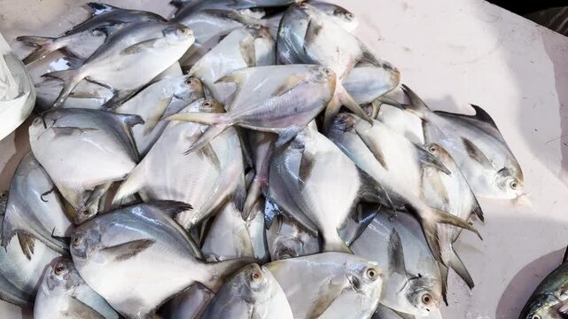 silver pomfret fish laid out on table at seafood market retail display