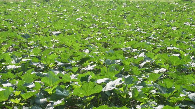 Lush green agricultural field of ladyfinger bhindi or okra