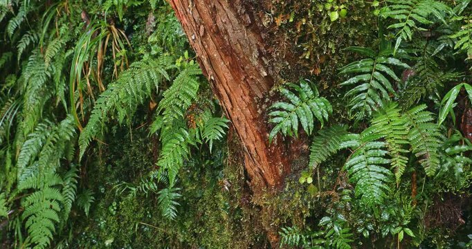 A close-up of the orange-red trunks of cedar trees and the surrounding ferns along the Jianqing Ancient Trail in Taipingshan, Taiwan.