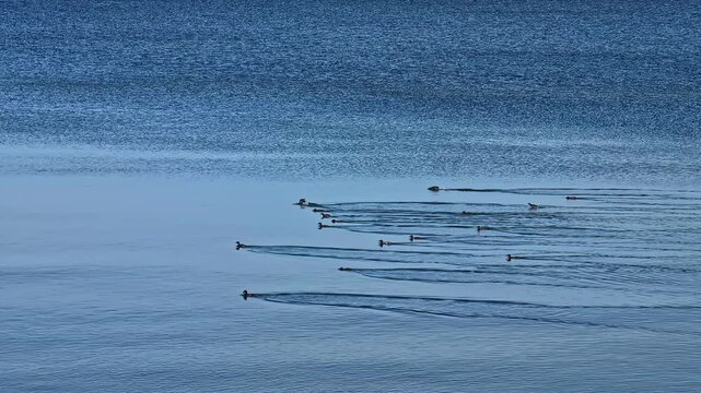 Flock of ducks swims together across calm blue water, creating gentle ripples